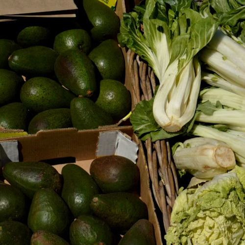 Plant-Based Nutrition for Endurance Training