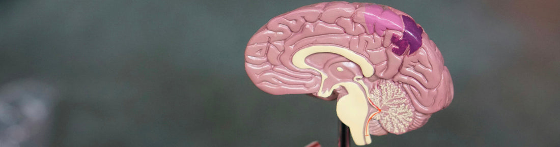 Boosting Brain Health with Ginkgo Biloba: Memory, Focus, and More