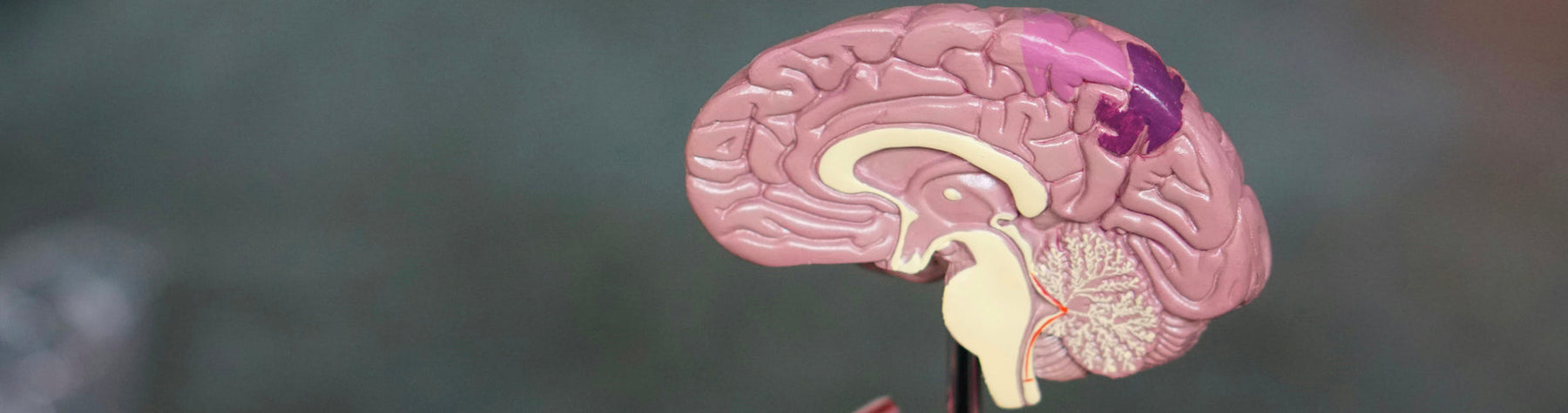 Boosting Brain Health with Ginkgo Biloba: Memory, Focus, and More