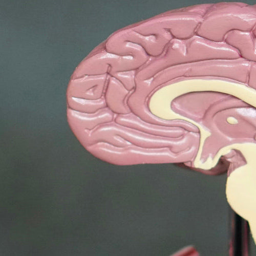 Boosting Brain Health with Ginkgo Biloba: Memory, Focus, and More