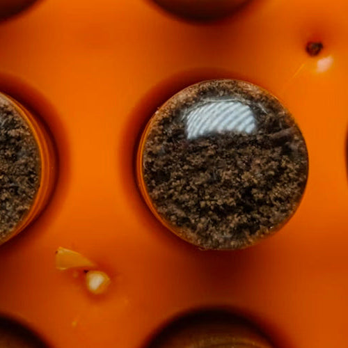 Nootropics: Exploring Cognitive Enhancement Supplements