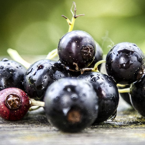 New Study Shows CurraNZ Targets “Endurance Engine” Muscle Fibres to Boost High-Intensity Running Performance