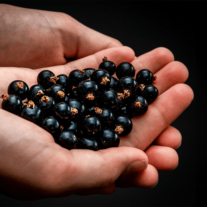 New study shows CurraNZ® blackcurrant extract increases muscle glycogen and fat burning in trained athletes