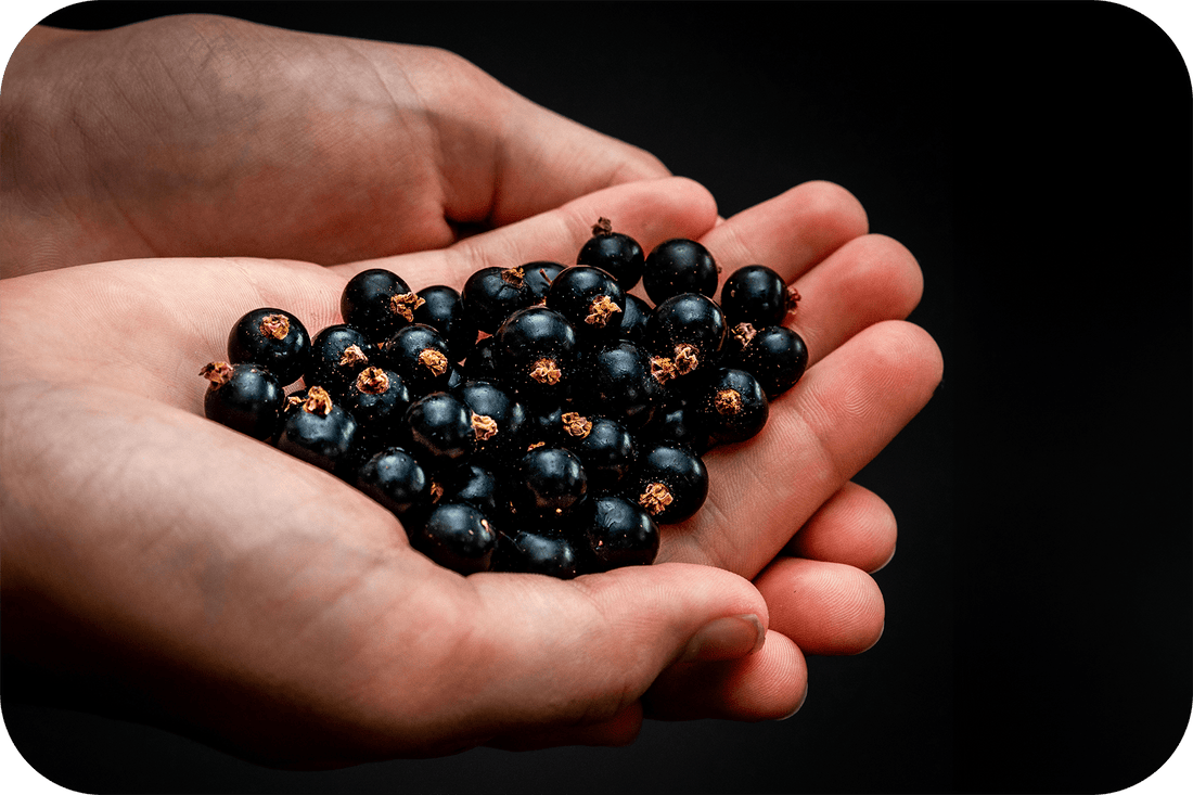 New study shows CurraNZ® blackcurrant extract increases muscle glycogen and fat burning in trained athletes