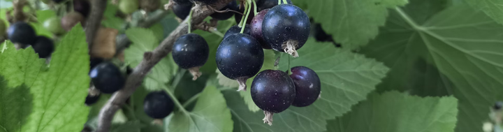 CurraNZ Study: Bigger Fuel Tank for Muscles – New Findings Reveal Enhanced Carbohydrate Reserves, Fat Burning and a Stronger Finish