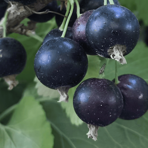 Why New Zealand blackcurrant is worth a closer look