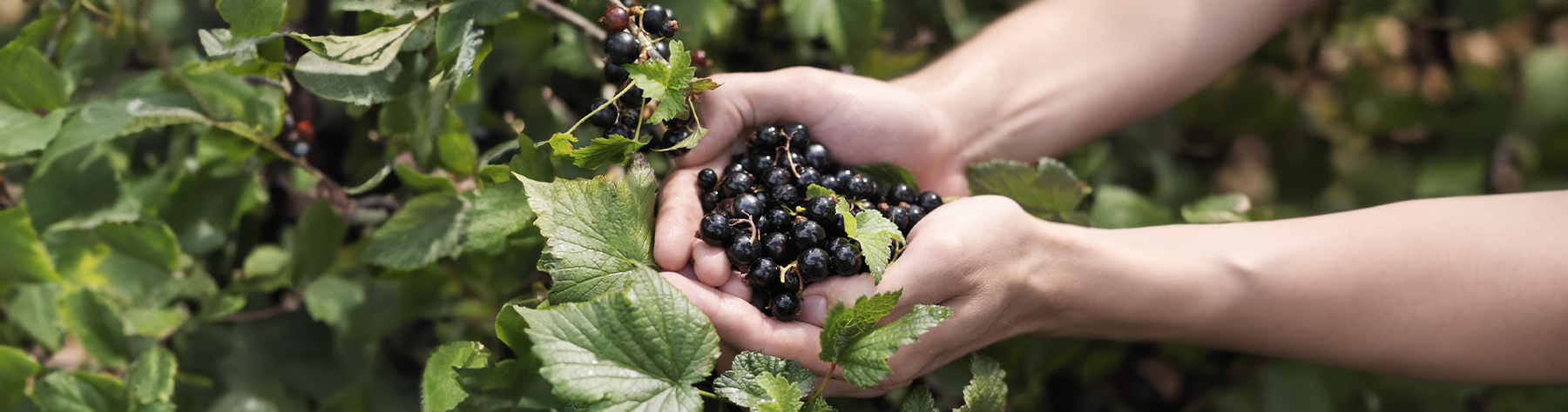 Blackcurrant Extract Improves 5K Times by 38 Seconds