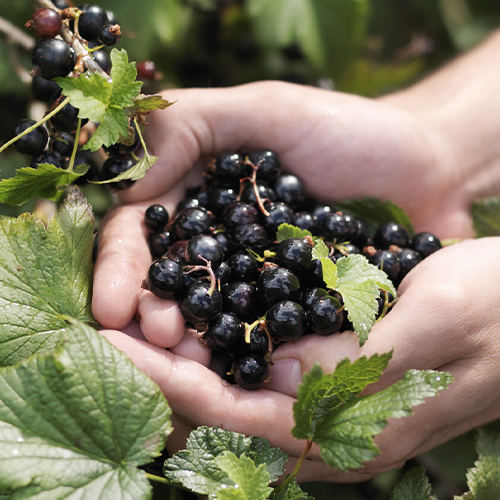 Blackcurrant Extract Improves 5K Times by 38 Seconds