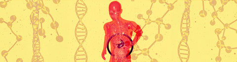 How Supplements Can Support Gut Health