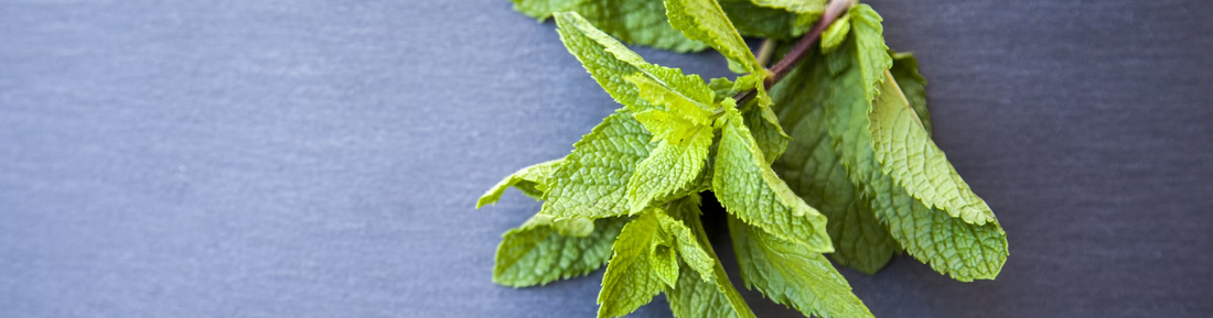 The Benefits of Mint in Endurance Sport