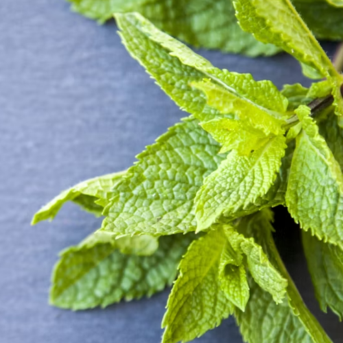 The Benefits of Mint in Endurance Sport